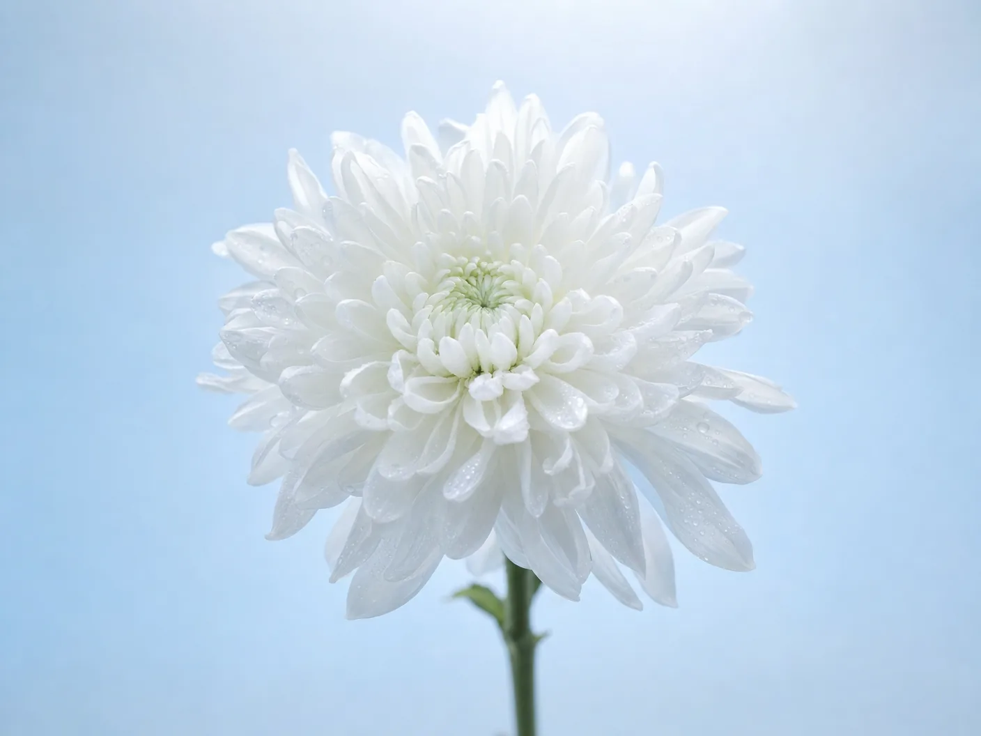 白い菊